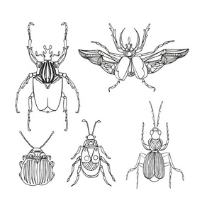 手绘雕刻素描甲虫套装。 可用于pos