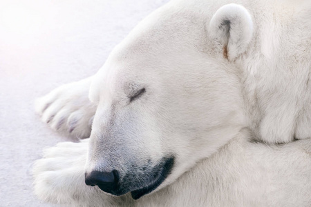 冰山下北极熊图片