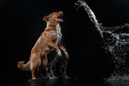 狗新斯科舍省鸭寻回犬狗玩，跳，跑，在水里移动
