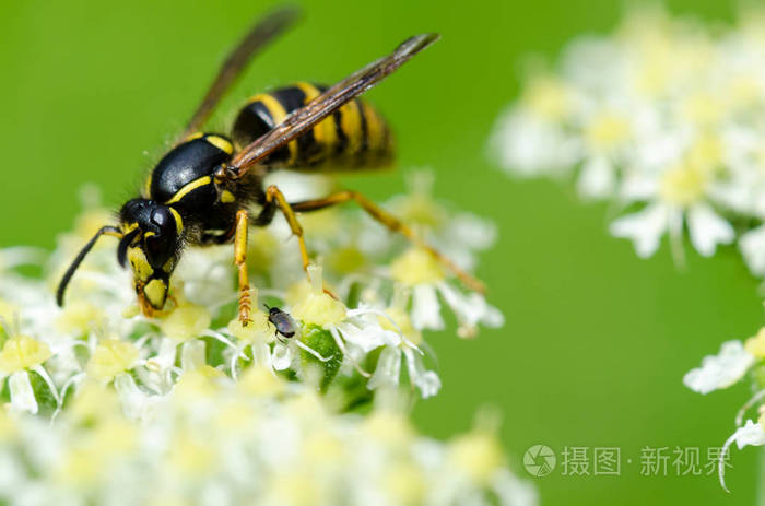 黄黄蜂攀爬和取食花蜜