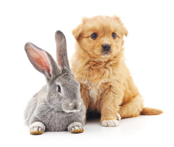 小狗和兔子图片