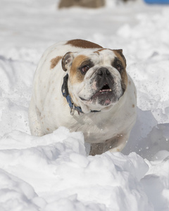 在雪白色斗牛犬的特写