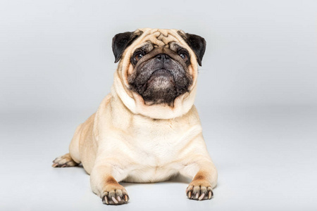 八哥可爱的八哥犬狗摄影图
