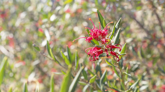 澳大利亚野花 Grevillea 辉煌