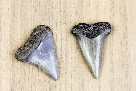巨齿鲨鲨鱼牙齿化石图片