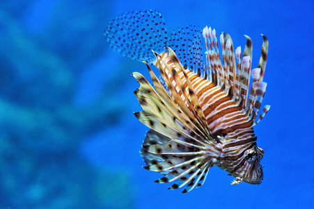 在水族馆的狮子鱼