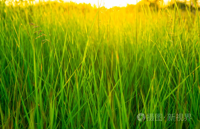 绿草背景照片 正版商用图片0e9v8n 摄图新视界 绿草背景照片 正版商用图片0e9v8n 摄图新视界