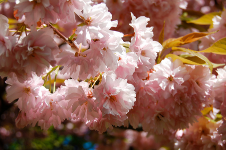 玉兰花树