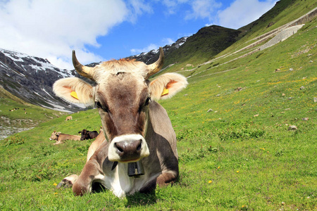 瑞士碱性磷酸酶年轻的褐牛在山里,有角和贝尔照片