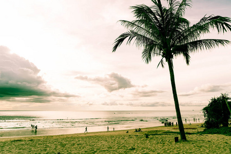 与热带海滩椰子树