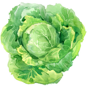 有机蔬菜白菜.水彩插图照片