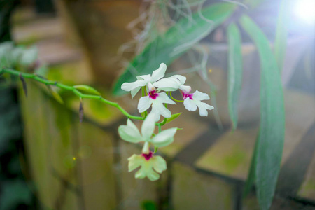 兰花花和绿叶背景与在花园里的阳光