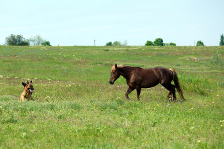 放牧对草地的美丽匹棕色的马