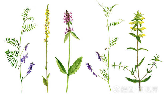 一套水彩绘图花和植物照片 正版商用图片0ea2v2 摄图新视界 一套水彩绘图花和植物照片 正版商用图片0ea2v2 摄图新视界