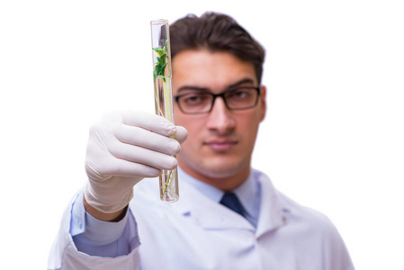 科学家在玻璃上白色孤立的绿苗