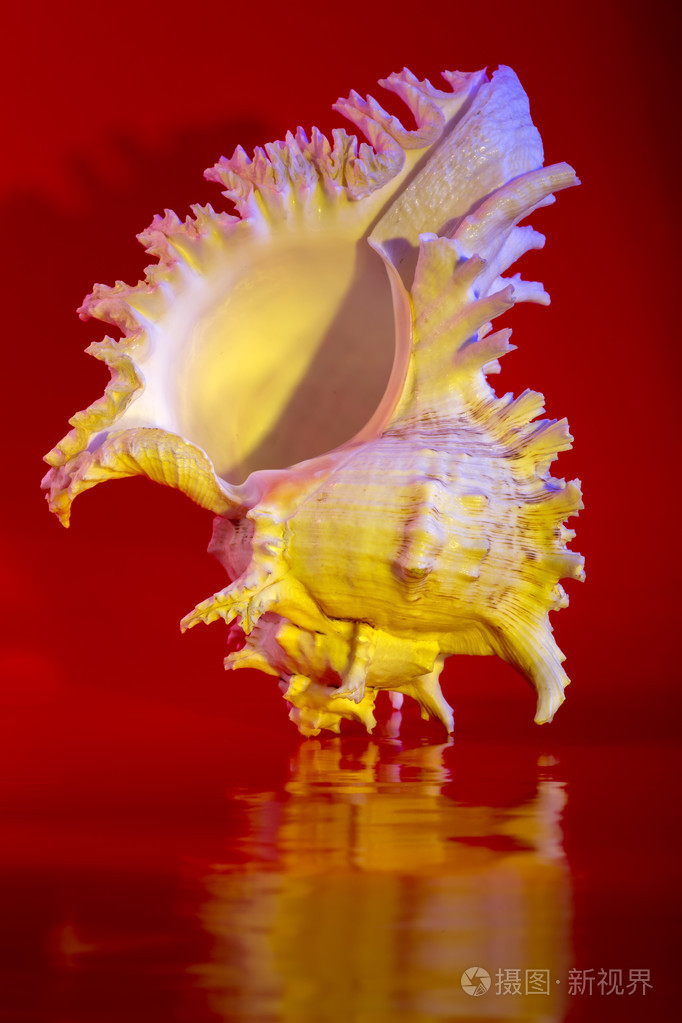 红色背景上的海贝壳