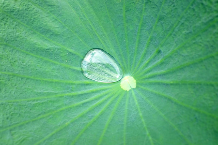 荷叶上的水滴图片