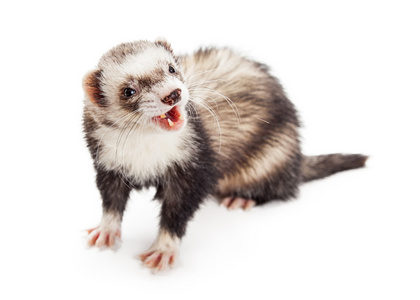 期待着雪貂鸡貂卡通风格, 滑稽的 emoji 表情脸矢量年轻雪貂白色背景