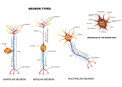 脑神经细胞类型和细胞器