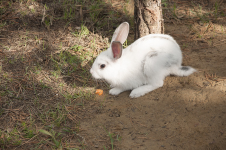 在花园里吃草的野兔小兔子