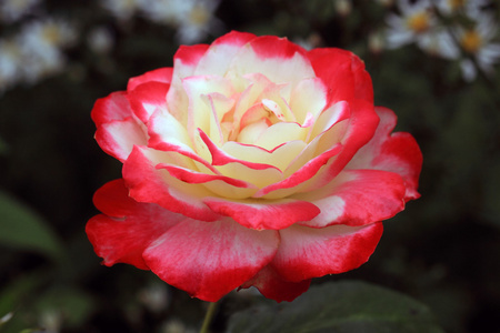 红玫瑰与白心照片