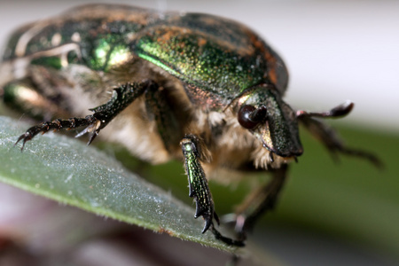 金甲虫金龟子图片