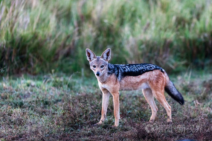 豺在野生动物园