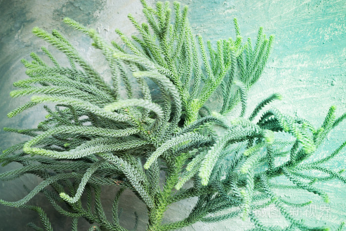 毛树或松树绿多刺枝