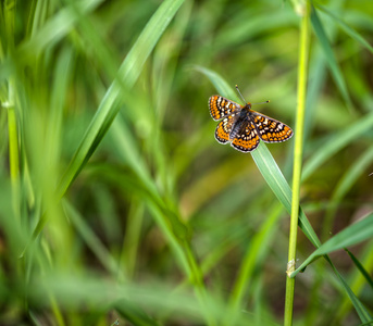 橙色的蝴蝶在草地上