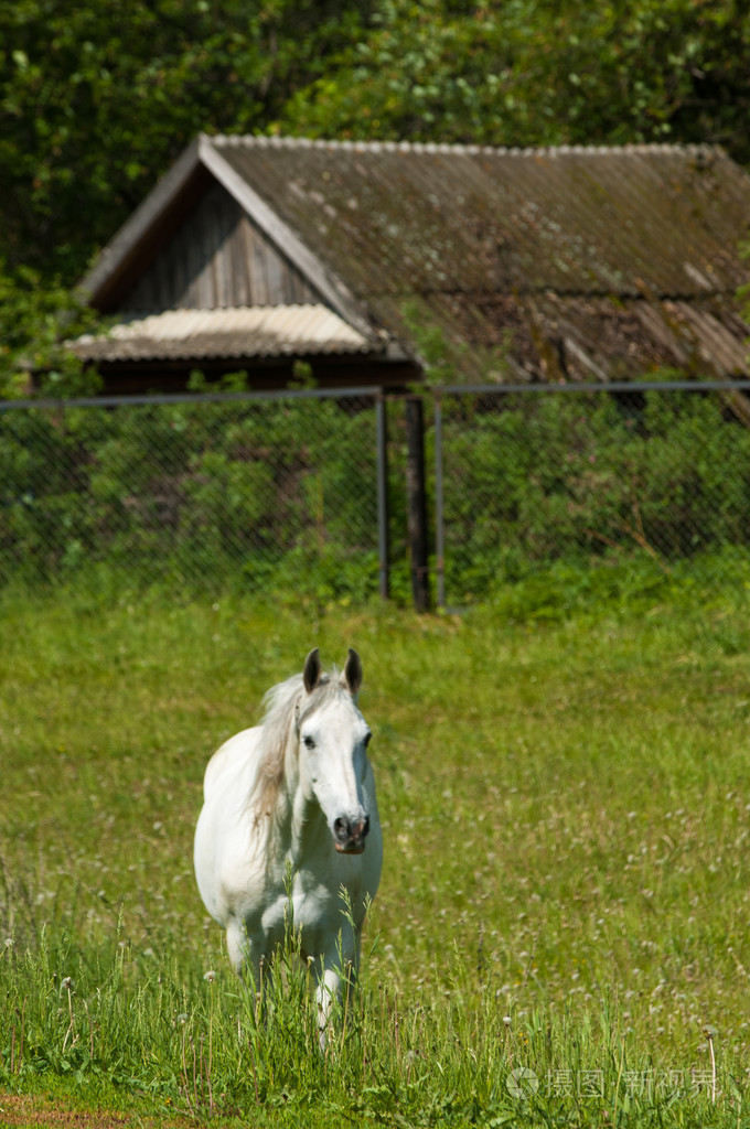 绿色的草坪上吃草的马