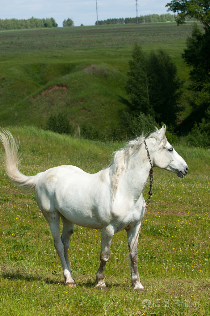 绿色的草坪上吃草的马
