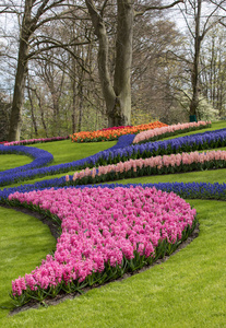 五颜六色的花朵在园地，荷兰，荷兰库肯霍夫花园
