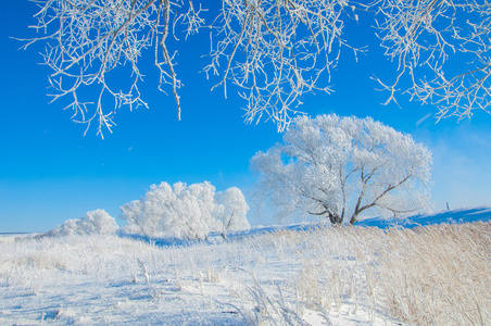 冬天的太阳霜。冷。在温度降至冰点以下时在地面或其他表面形成的小白冰晶的沉积物