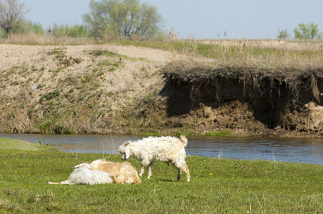 山羊放牧绵羊在河的附近。听到的山羊和绵羊放牧高原靠近水的地方