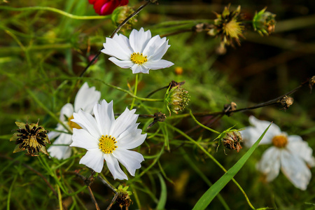 波斯菊