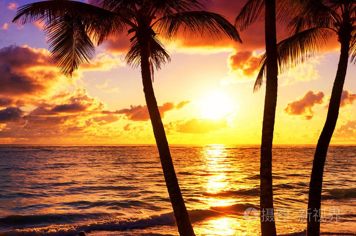 对七彩的晚霞椰子棕榈树