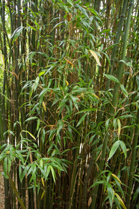 竹子在花园里生长