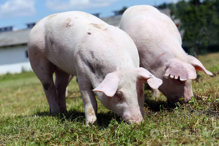 吃新鲜的绿草的草地上的两个小猪