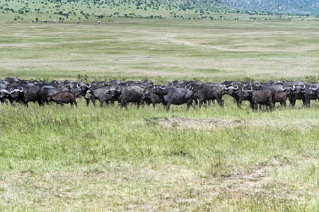 在肯尼亚的水牛图片