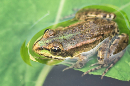 沼泽青蛙在池塘里长满杂草。坐在绿色的小青蛙黑斑侧褶土水特写