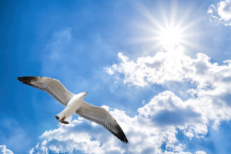 对蓝多云的天空与灿烂的阳光飞翔的海鸥照片