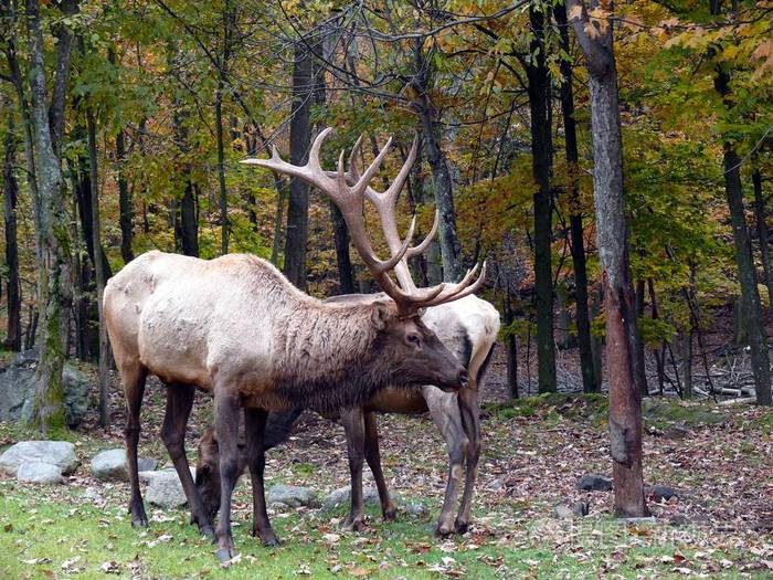 在魁北克的鹿加拿大北美地区