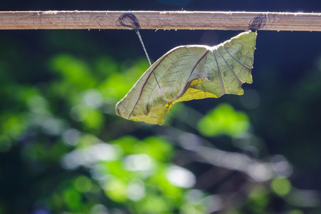 金裳蝴蝶常见的凤蝶蝴蝶的茧照片