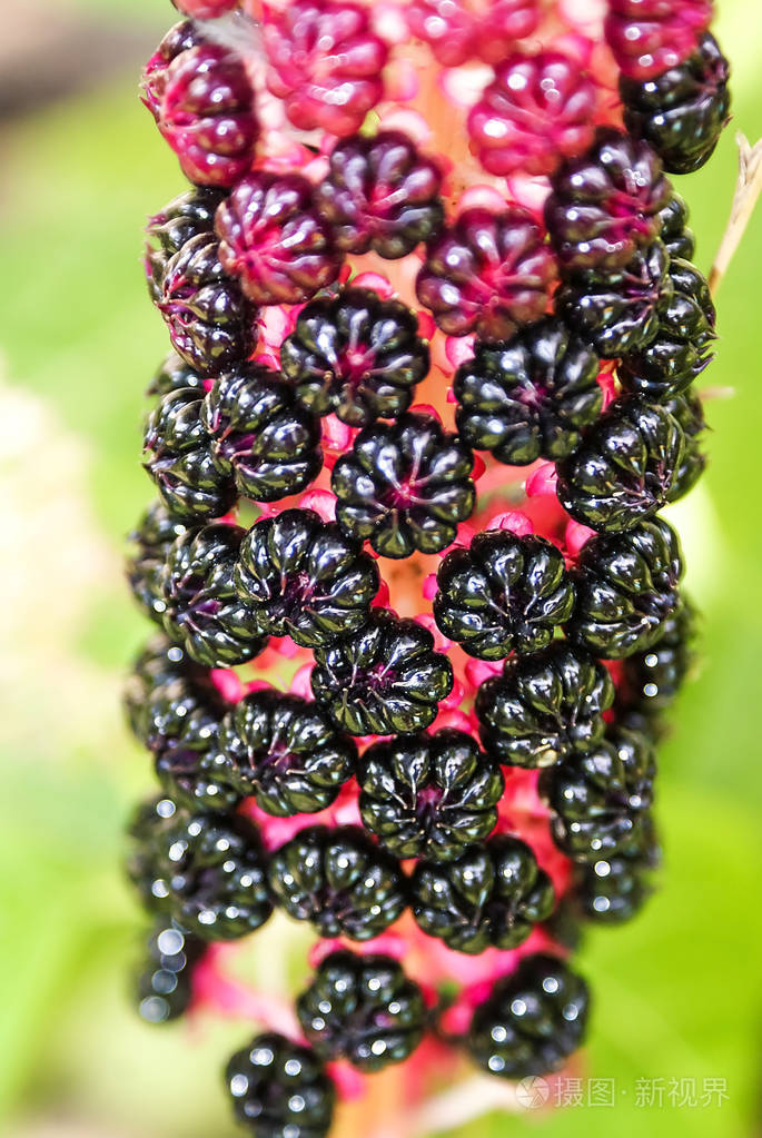 美洲商陆陆医学上用有毒植物有毒的美国商陆浆果lakonos致命的鲜花