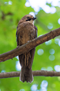 Garrulus glandarius 在树枝上