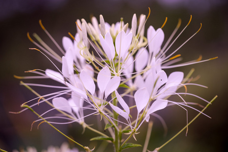 醉蝶花 hassleriana蜘蛛花在花园里