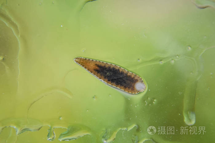 水蛭在玻璃上吸血动物带类ringworms的子类hirudotherapy