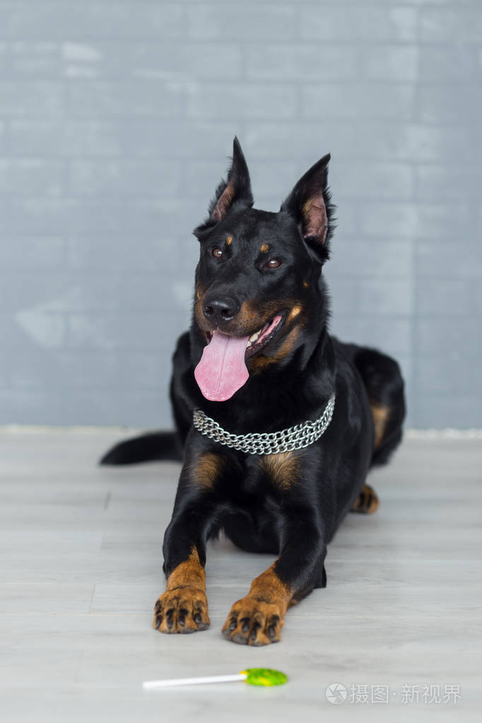 法国牧羊犬与舌头前视图