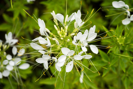 蜘蛛花图片 蜘蛛花素材 蜘蛛花插画 摄图新视界