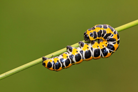 蝴蝶幼虫素材图片-蝴蝶幼虫素材素材-蝴蝶幼虫素材插画-摄图新视界